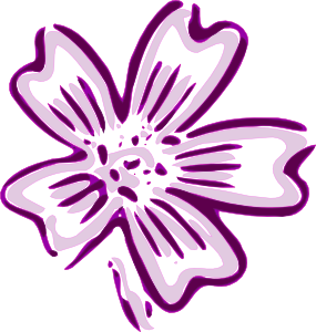chicora flower